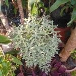 Cnidoscolus aconitifolius Blatt