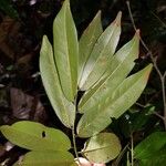 Paramachaerium gruberi Leaf