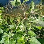 Solanum scabrum Habit