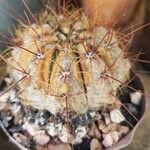 Echinocactus horizonthalonius Folha