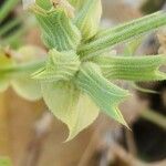 Salvia spinosa Vrucht