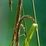 Carex pendula Habit