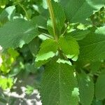 Scutellaria incana Blatt