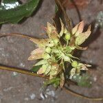Sabicea calycina Fruto