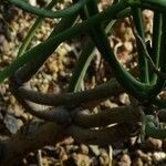 Euphorbia aphylla Corteza