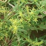 Patellifolia procumbens برگ