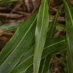 Cordyline mauritiana Blad