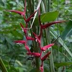 Heliconia pendula Цвят