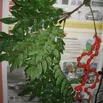 Cojoba sophorocarpa অন্যান্য