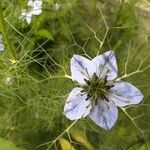 Nigella sativaKvet