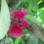 Syzygium malaccenseᱵᱟᱦᱟ