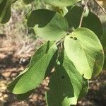 Combretum collinum Hostoa