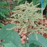 Rodgersia aesculifolia Fiore