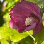 Hibiscus syriacus Virág