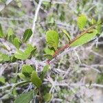 Gymnosporia senegalensis Blatt