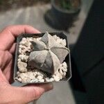 Astrophytum myriostigmaBark