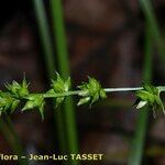 Carex leersii Λουλούδι