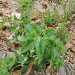 Mikania cordifolia Агульны выгляд