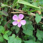 Heterotis decumbens Habitus