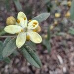 Asterolasia correifolia Flower