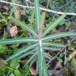 Euphorbia lathyris Blad