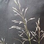 Agrostis capillarisVaisius