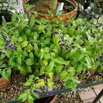 Scutellaria javanica Habitatea