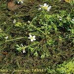 Ranunculus penicillatus Habit