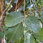 Tabebuia roseoalba Yaprak