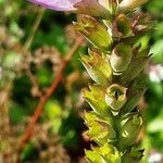 Physostegia virginiana Fruit