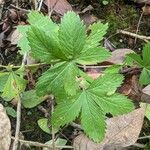 Potentilla simplex Leaf