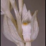 Cephalanthera austiniae Flower