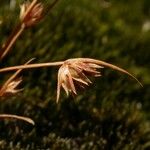 Juncus capitatus Fruto