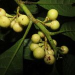 Solanum rovirosanum Плод