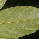 Bourreria grandicalyx Leaf