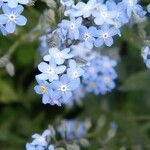 Myosotis alpestrisFlower