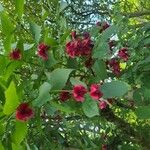 Euonymus latifoliusFlower