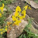 Crotalaria laburnifolia Kwiat