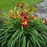 Hemerocallis fulva Fiore