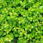 Myrsine africana Likasa