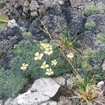 Saxifraga squarrosa Flower