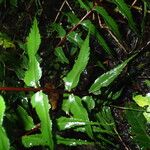 Asplenium friesiorum Blad