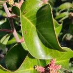 Rhus ovata Flower