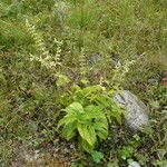 Salvia glutinosa Folio