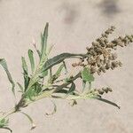 Amaranthus muricatus Leaf