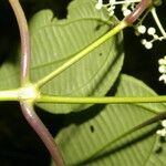 Miconia centrodesma Deilen