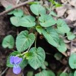 Viola riviniana Leaf