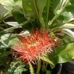 Scadoxus multiflorus Flor