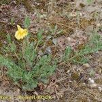 Oenothera longiflora Habit