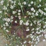 Lobularia maritima Yeri